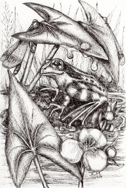 Frog With Arrowhead - 6" x 4" Original ink drawing by Jo Hards